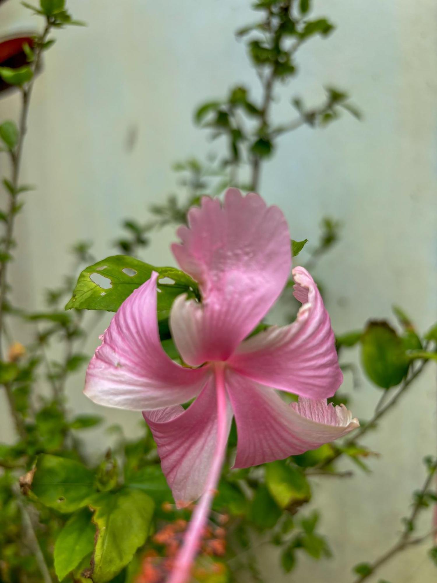 Bed and Breakfast Les Fleurs House Khao Lak Exterior foto