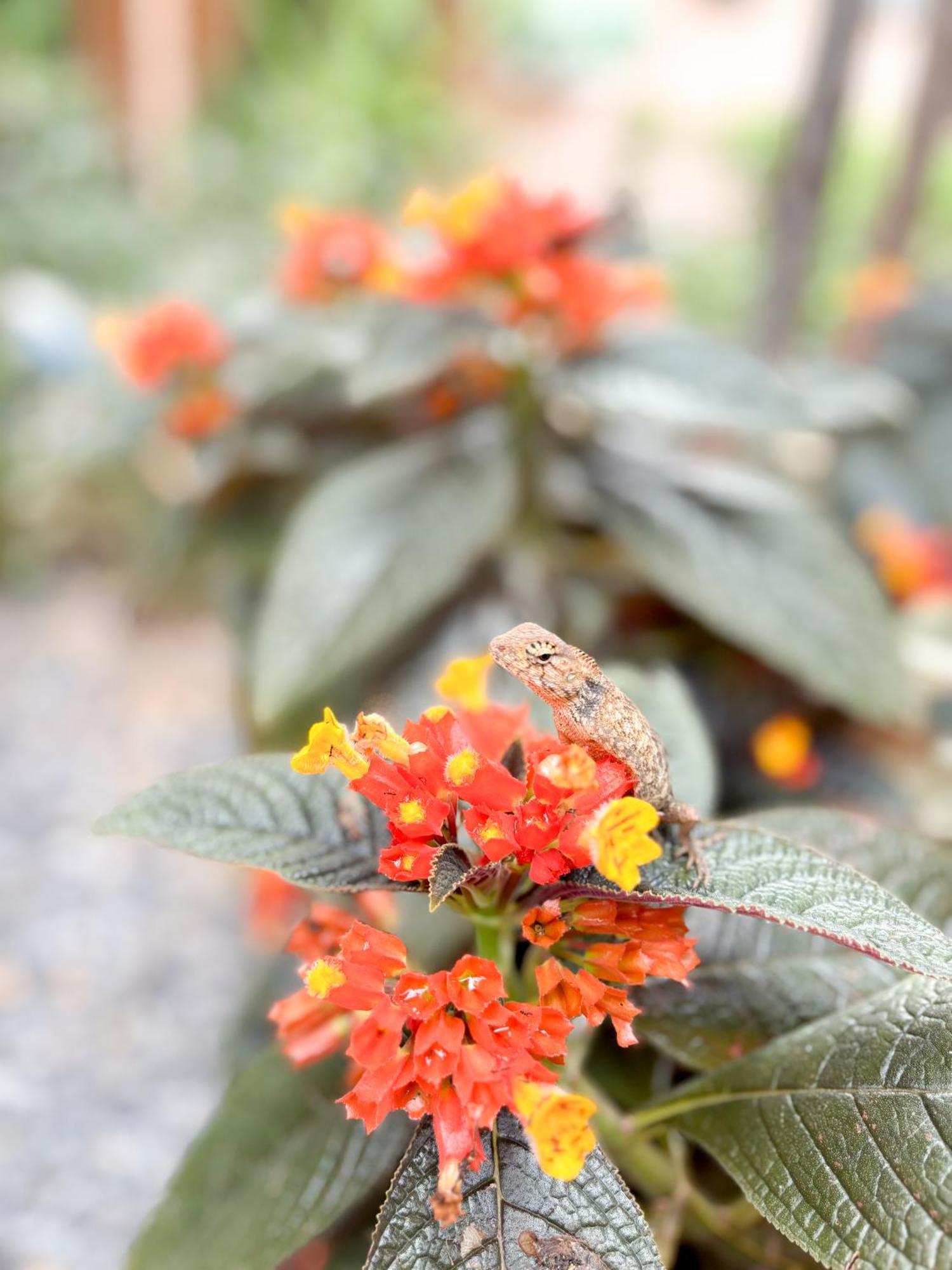 Bed and Breakfast Les Fleurs House Khao Lak Exterior foto